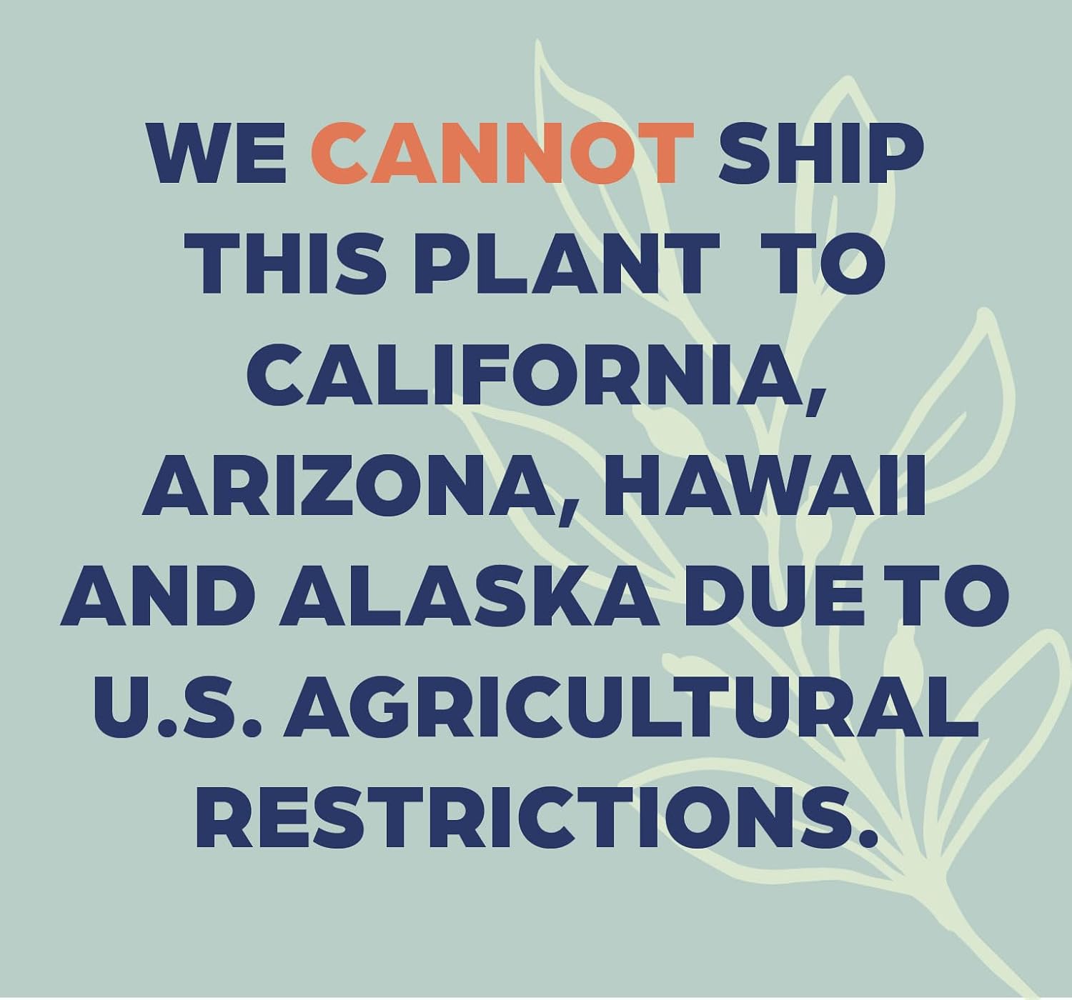 Nature's Way Farms Majesty Palm Live Plant, Indoor and Outdoor Palm Tree, in Growers Pot, Tropical Houseplant, Decor for your Patio, Balcony, Home or Office 3-4 Feet Tall