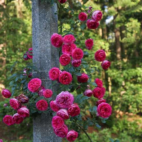 Heirloom Roses Climbing Rose - Pretty in Pink Eden Climber®, Rose Bushes Ready to Plant