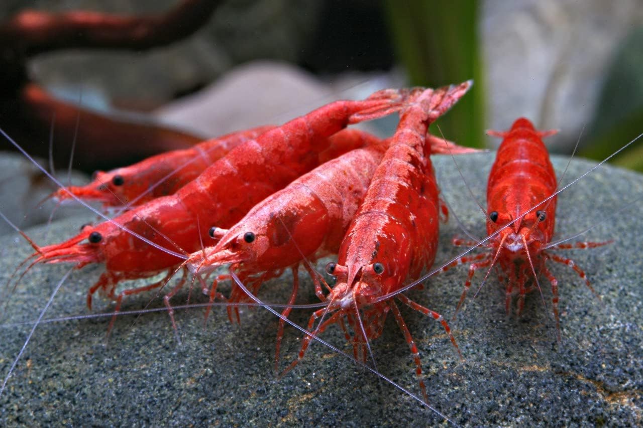 10 Red Cherry Shrimp HIGH Grade Neocaridina Freshwater Aquarium Shrimps 1/4 to 1/2 inch Long Live Arrival Guarantee