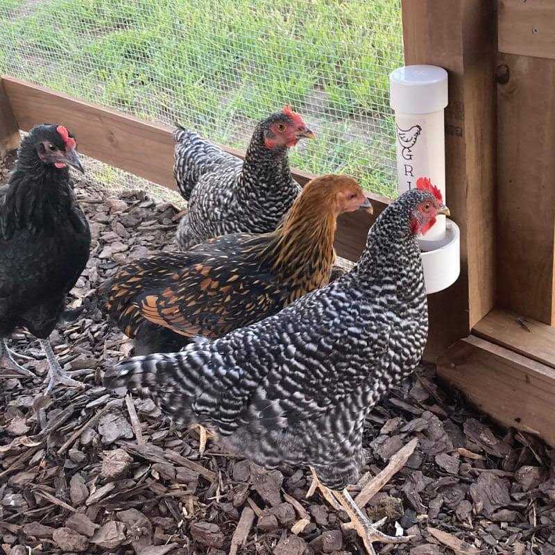 Cherry Stone Poultry Grit - Pet Supplies online store