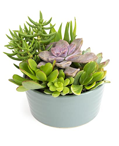 Live Succulents Assortment in Clay Pot, Garden Succulent Planter, Unique Gardening Gifts for Plant Lovers, Live Succulent Plants Live Plants, Live Succulents Plants Live Houseplants by Plants for Pets