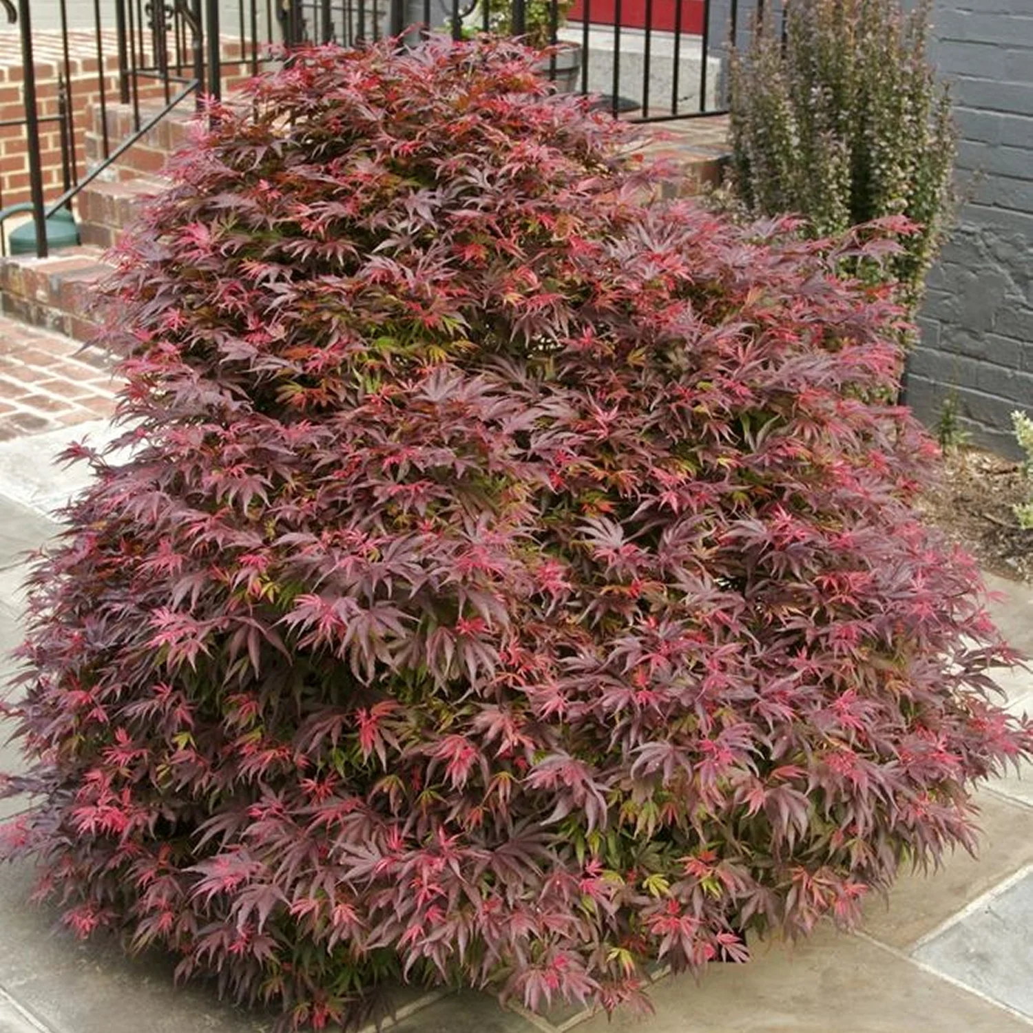 2 gal. Japanese Maple Emperor Tree
