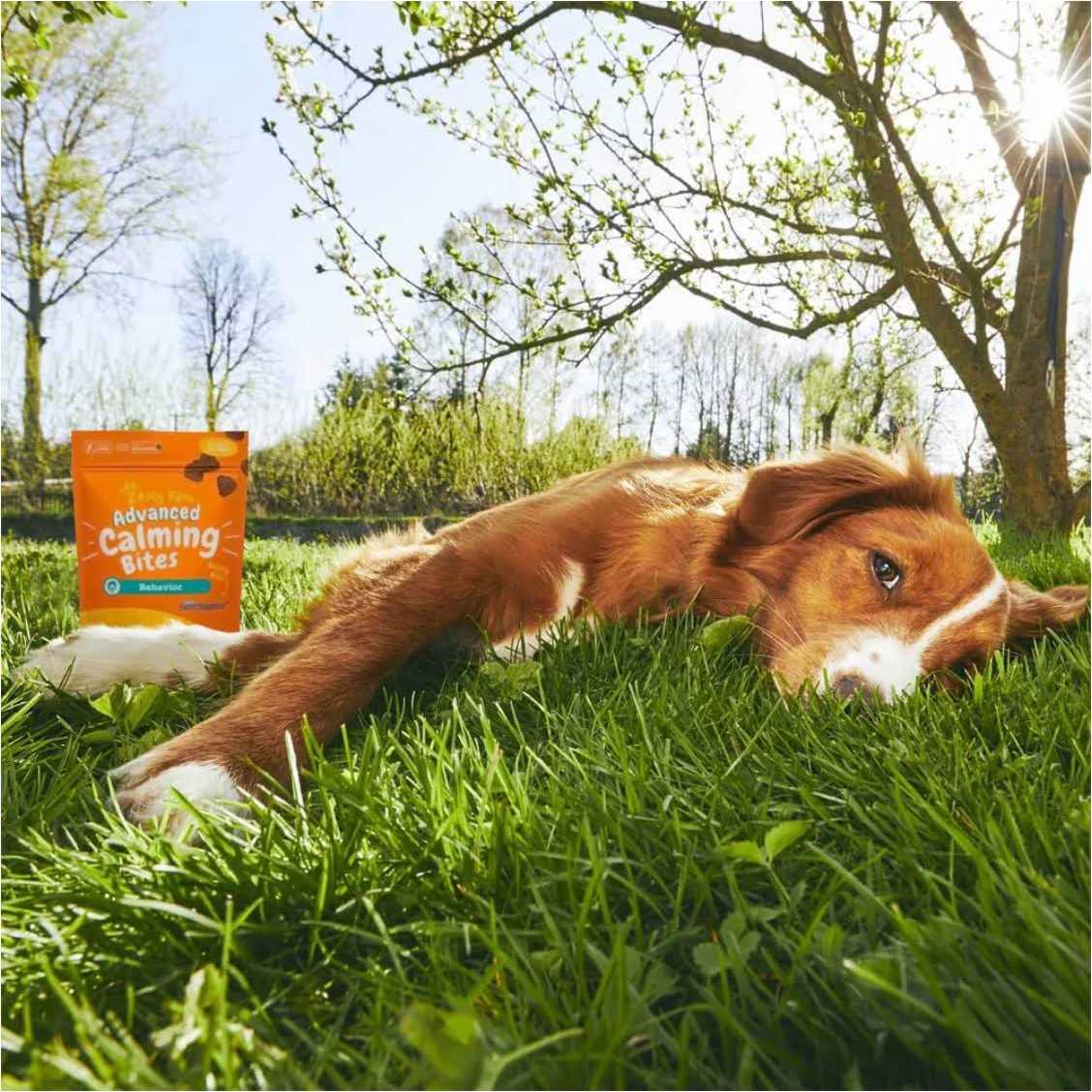 Zesty Paws Advanced Behavior Calming Bites for Dogs - Pet Supplies online store