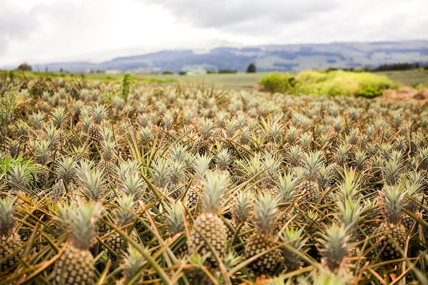 Maui Gold Pineapple
