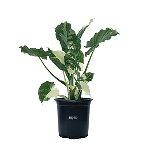 Nature's Way Farms, Alocasia Dawn Variegated, Rare Plant Collection, Live Plant (18-24 in. Tall) in Grower Pot