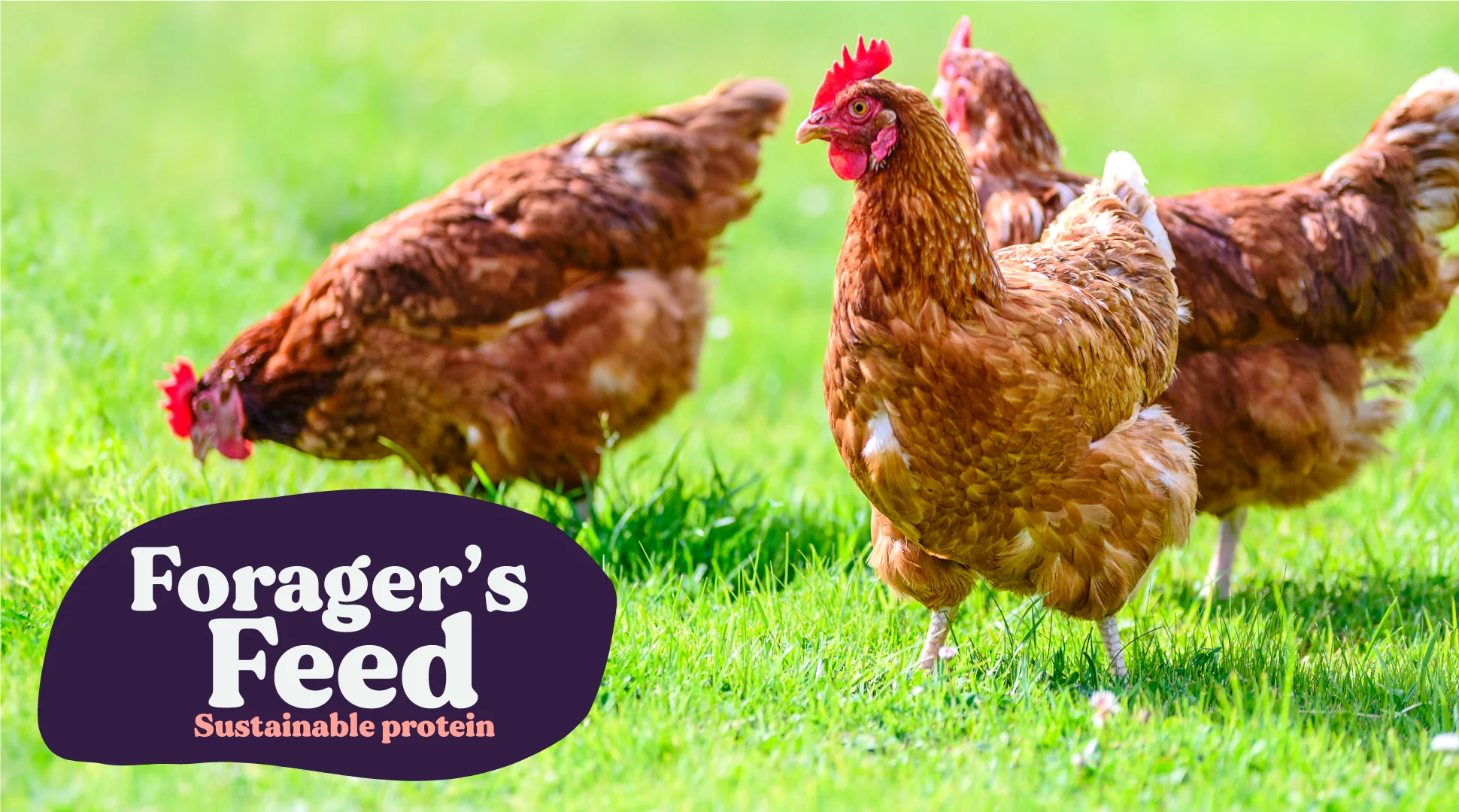 Whole Dried Black Soldier Fly Larvae Bag (BSFL) 15 Lbs.