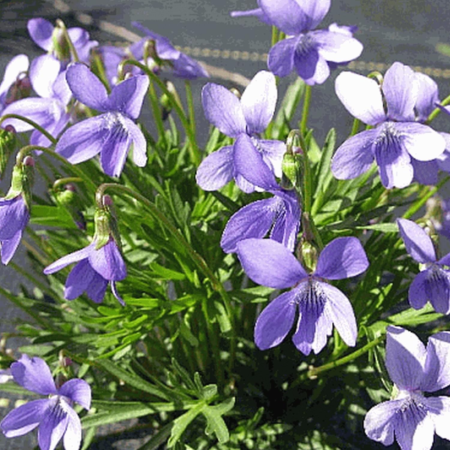 CHUXAY GARDEN Viola Pedatifida-Prairie Violet,Crow-Foot Violet,Larkspur Violet,Purple Prairie Violet,Coastal Violet 100 Seeds Hardy Attractive Deep Blue-Violet Flowers Showy Accent Plant
