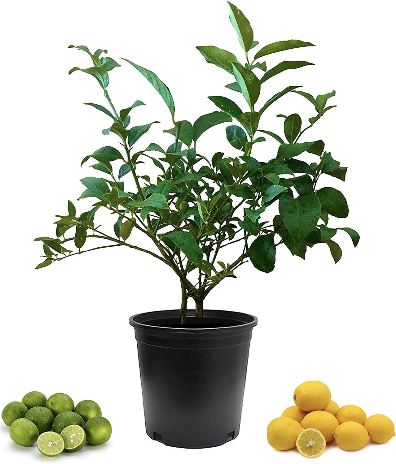 Cocktail Tree-Meyer Lemon/Key Lime - 8