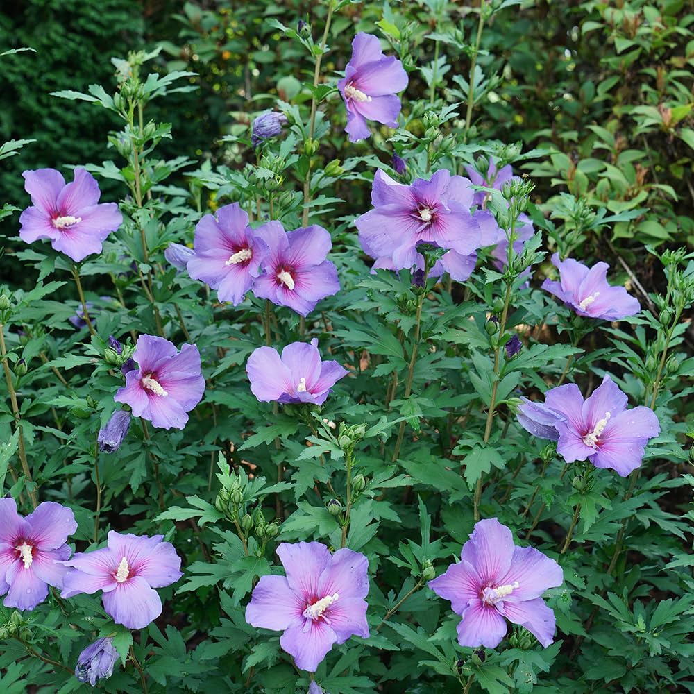 2 Gallon Proven Winners Hibiscus Paraplu Violet Shrub
