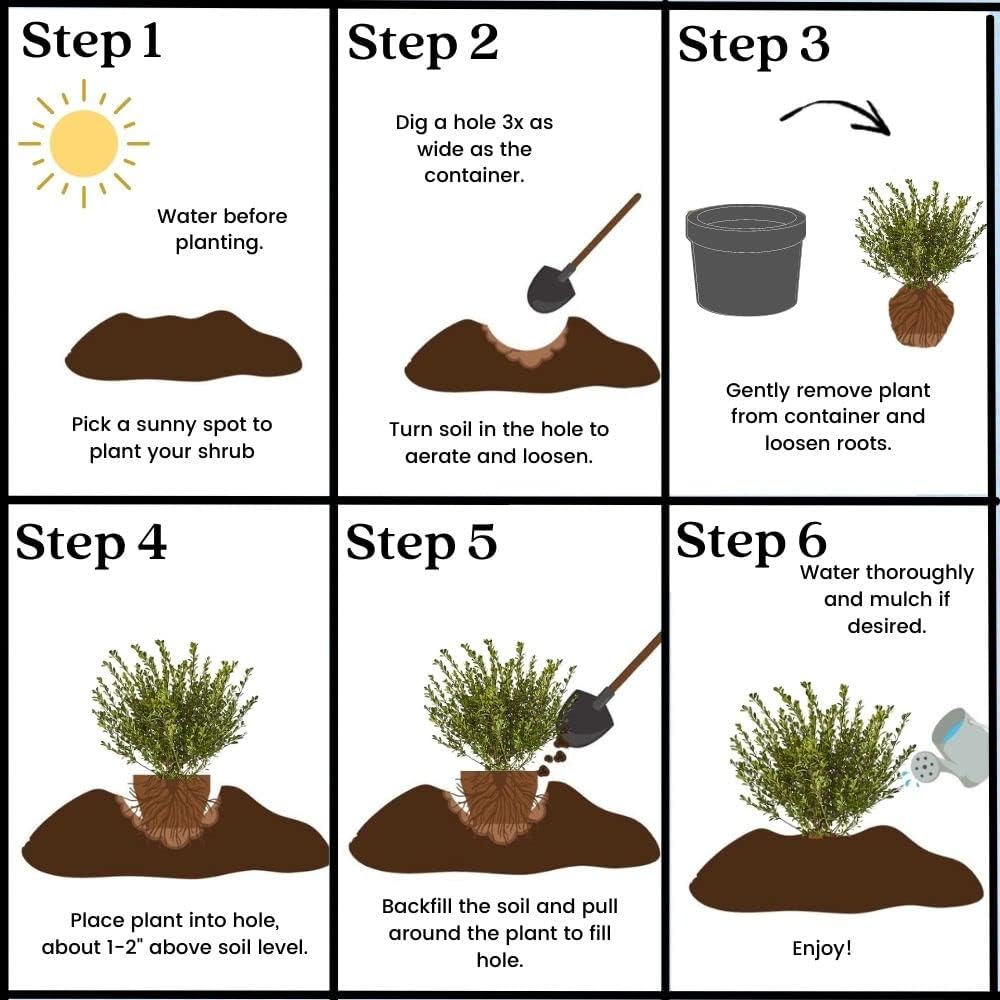 Ilex Compacta Holly, 2.25 Gal