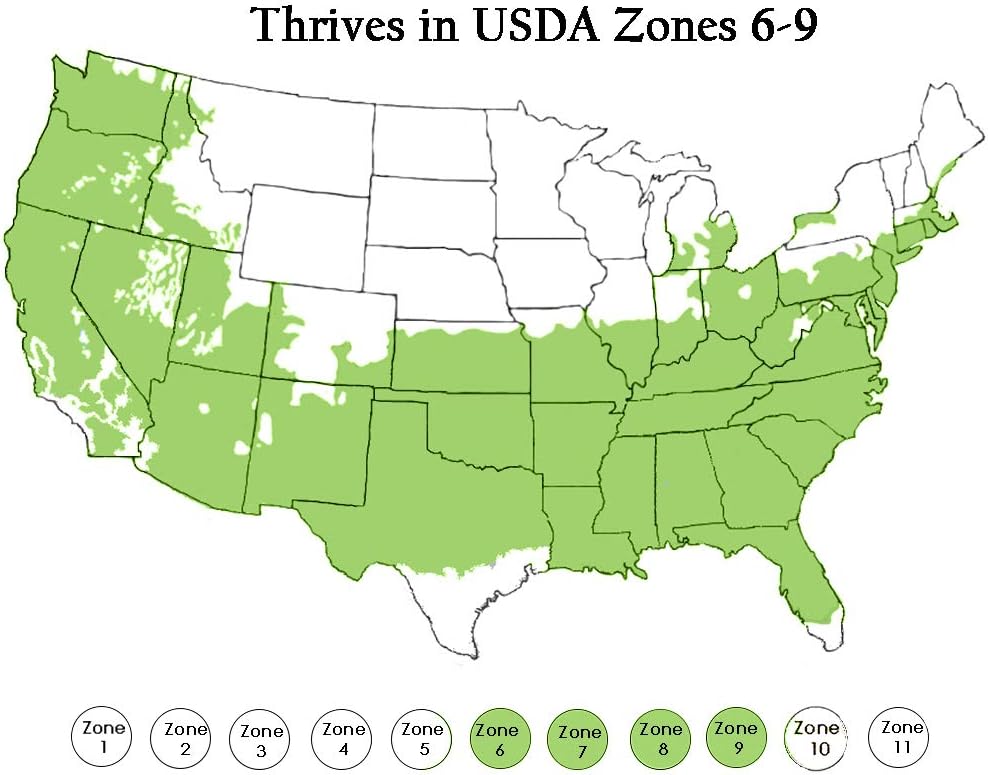 Ilex Compacta Holly, 2.25 Gal