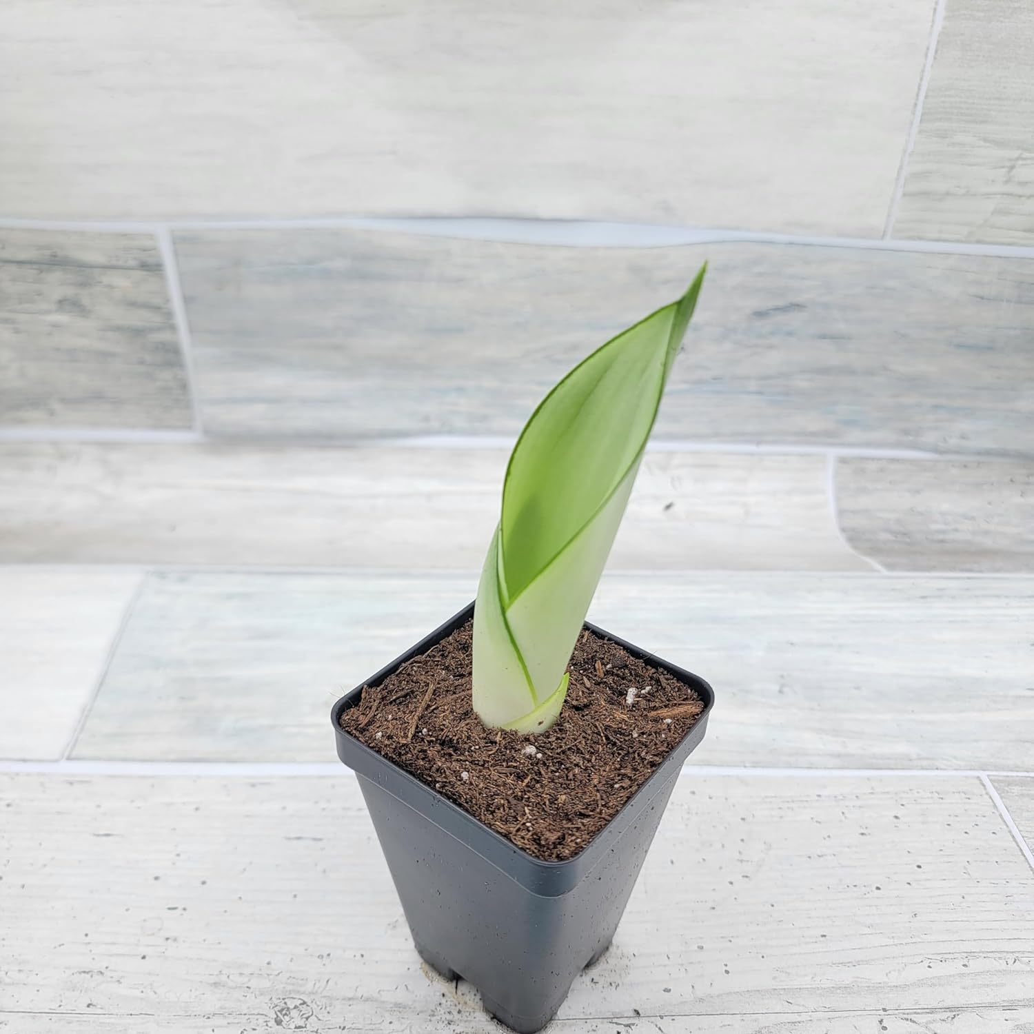 Moonshine Sansevieria 3 inch Pot Air Purifying Snake Live House Plant