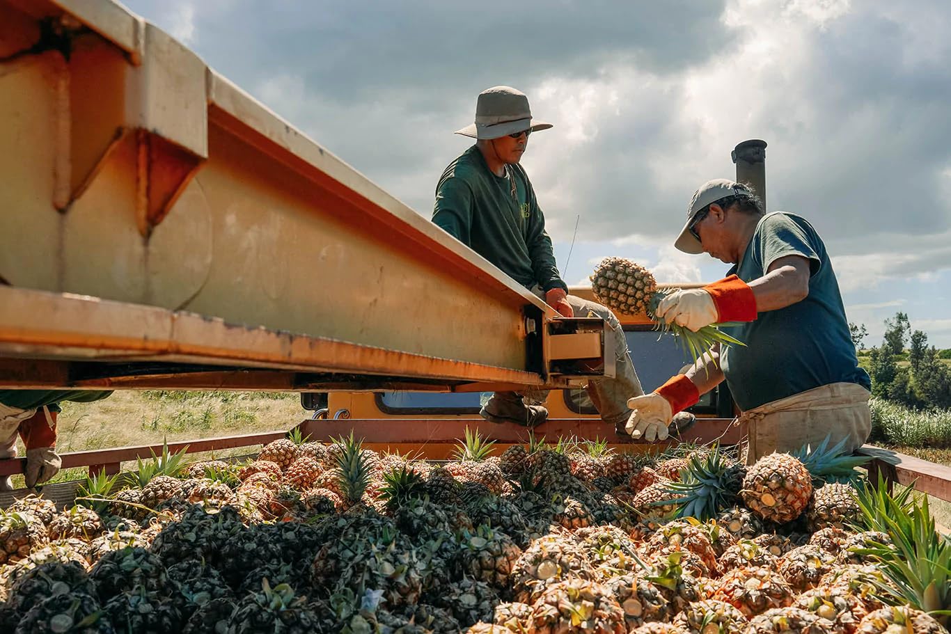 Maui Gold Pineapple