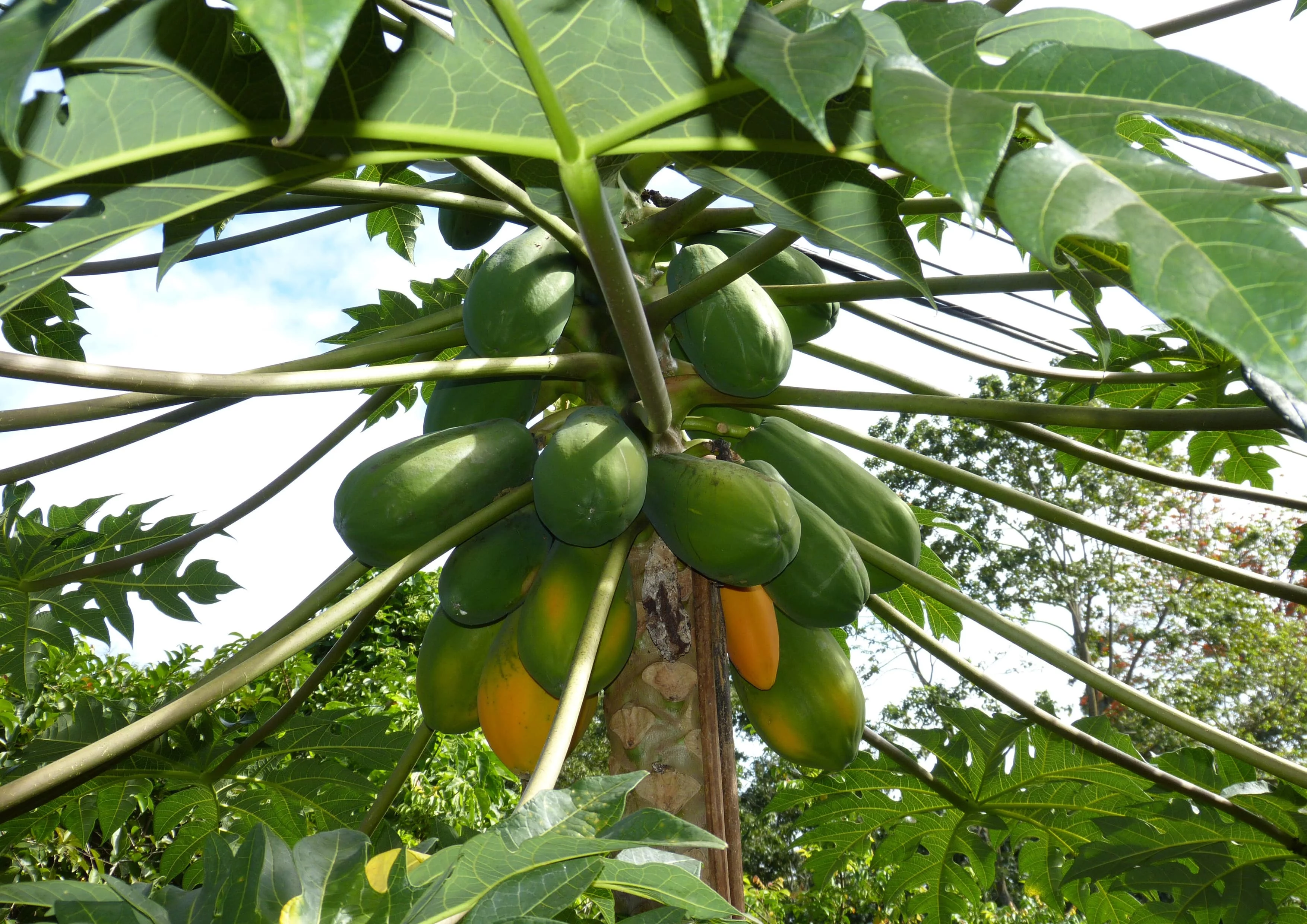 Papaya Powder, 1.5 Pounds — Raw, Kosher, Vegan — by Food to Live