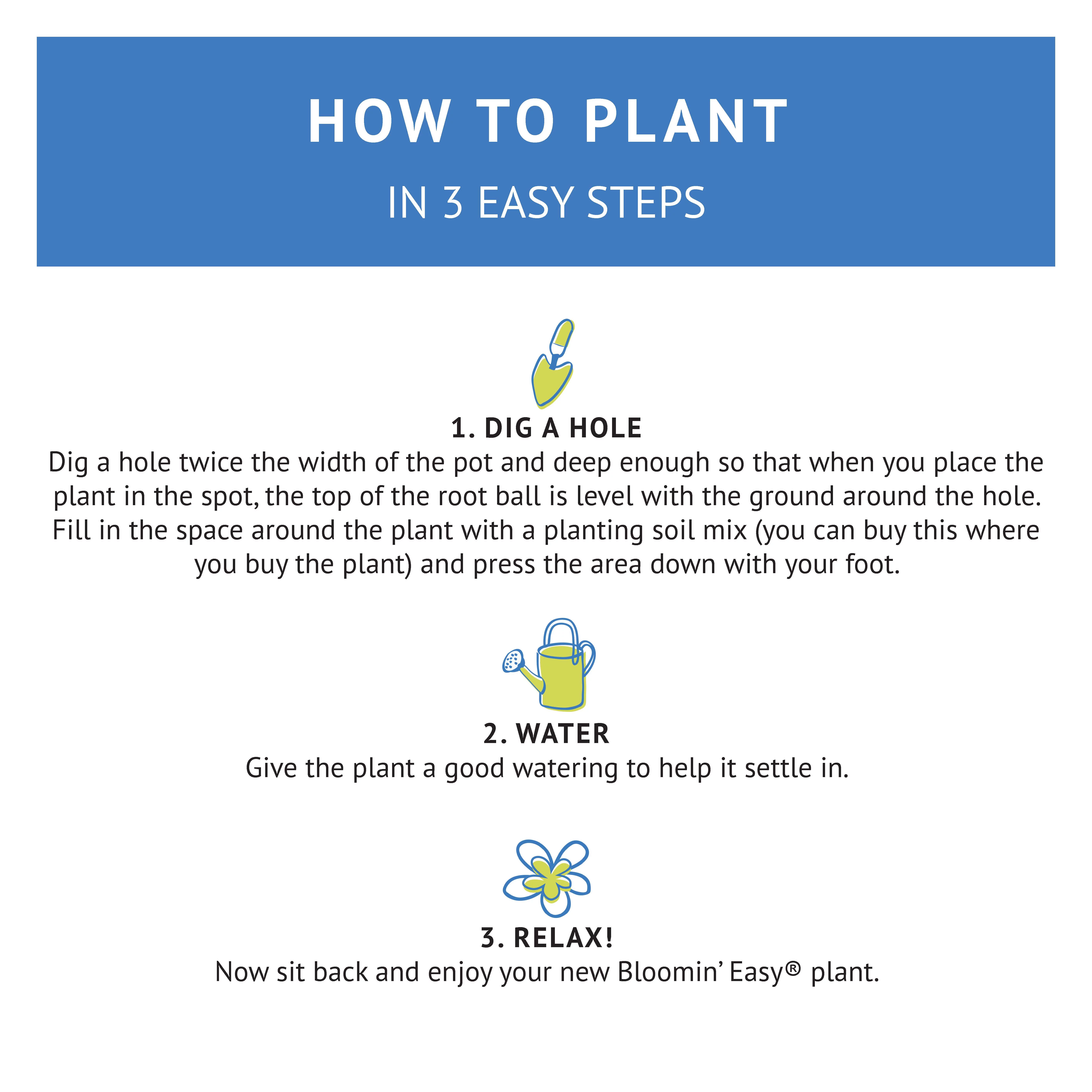 Jumbo Pint Candelabra Hardy Hydrangea (Paniculata) Live Shrub, Creamy White and Red Flowers