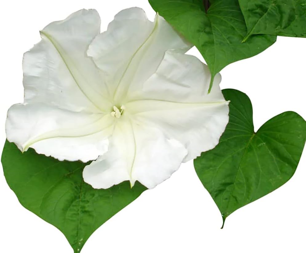 White Moonflower - Fragrant, Evening Blooming Vine Seeds