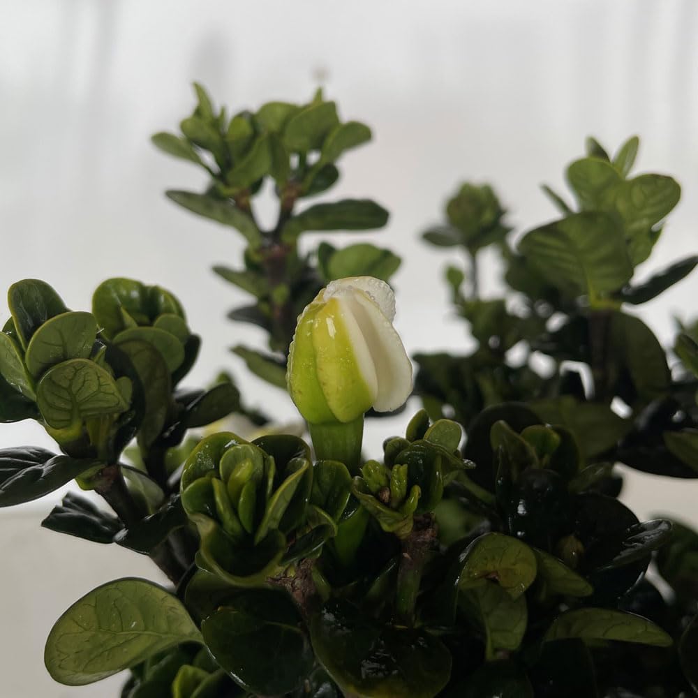 Southern Living Plant Collection 2.5 Quart - Diamond Spire Gardenia, White