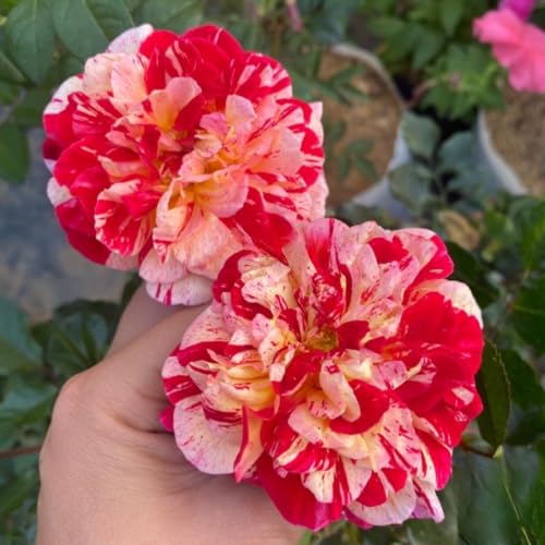 Starter Climbing Roses Live Plants, Rose Bushes Ready to Planting, No Pot, Cut Back, Well Rooted, 6-8 Months Old (Fourth of July)