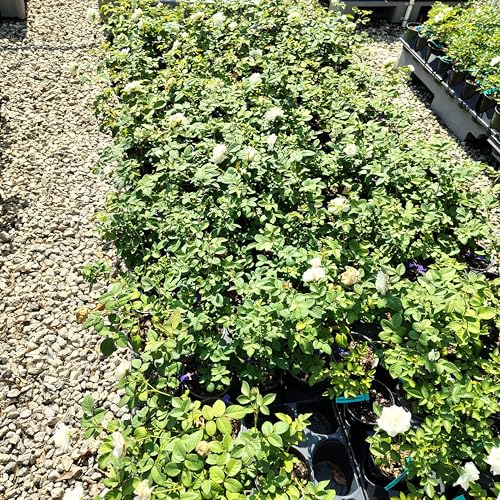 Cloud 10™ White Climbing Rose - Live Plant - (1 QT)