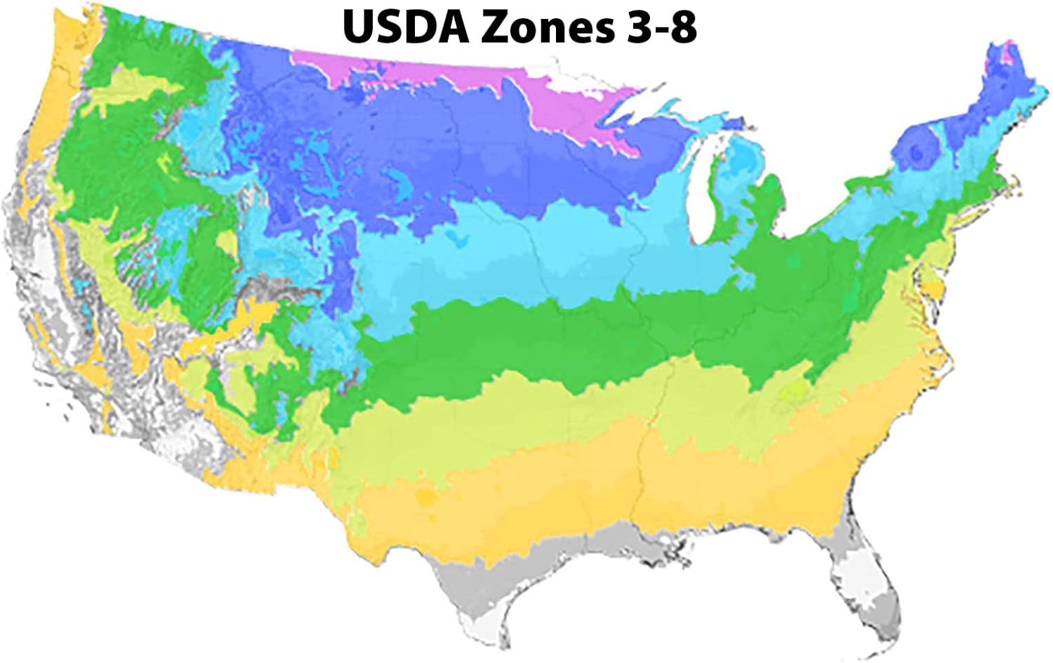 Blooming & Beautiful - Limelight Prime Panicle Hydrangea - 3 Gal - Proven Winners - Green White Cone-Shaped Blooms - Zones 3-8 - Hydrangea paniculata 'SMNHPPH' USPP - 3 Gallon Pot