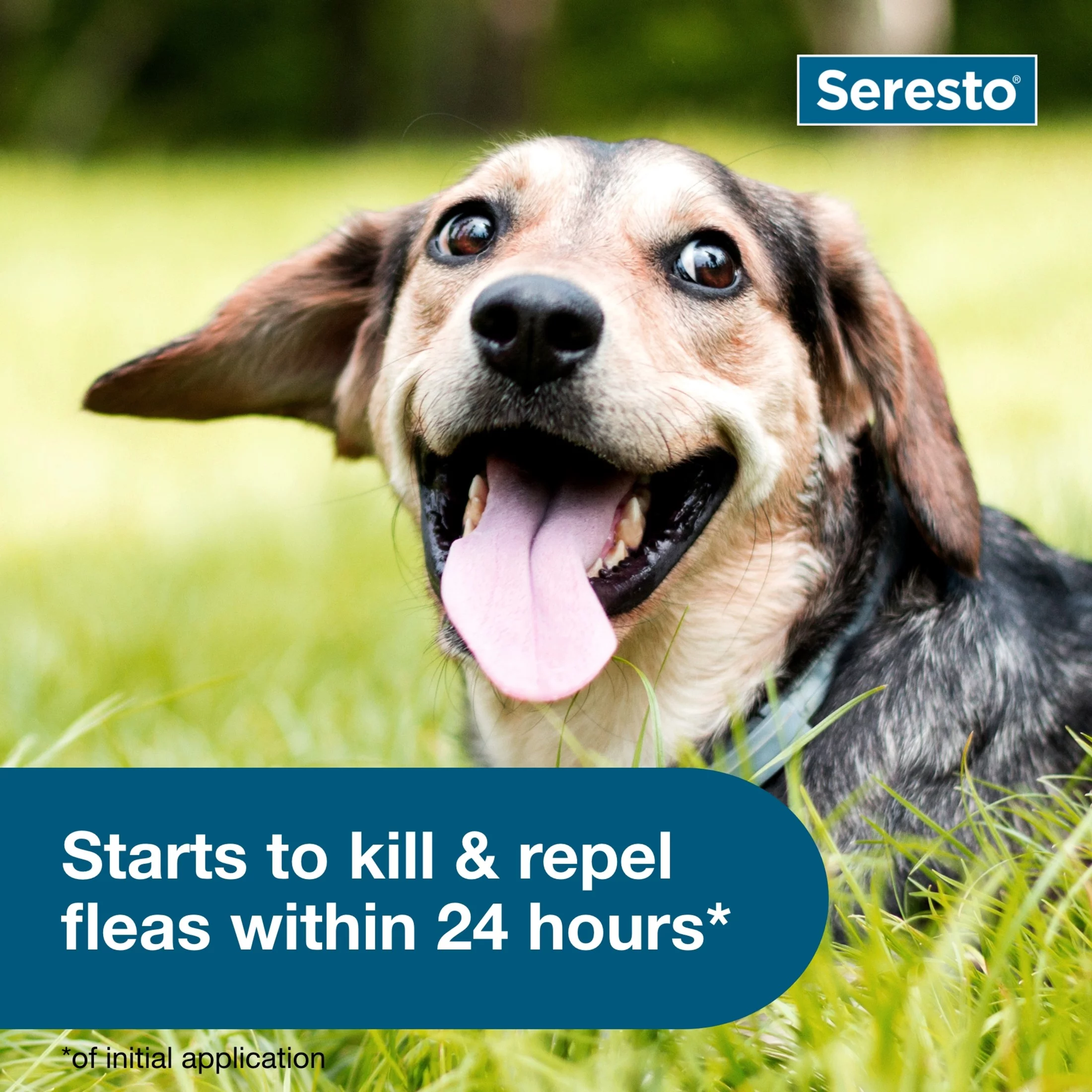 Seresto Small Dog Vet-Recommended 8-Month Flea & Tick Prevention Collar, Under 18 lbs