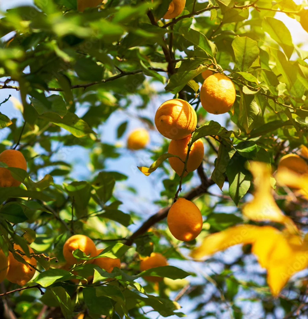 Bushra Aqua Perfume Arabic Non Alcoholic Fresh Fruity Sandalwood Women Parfum by Naseem