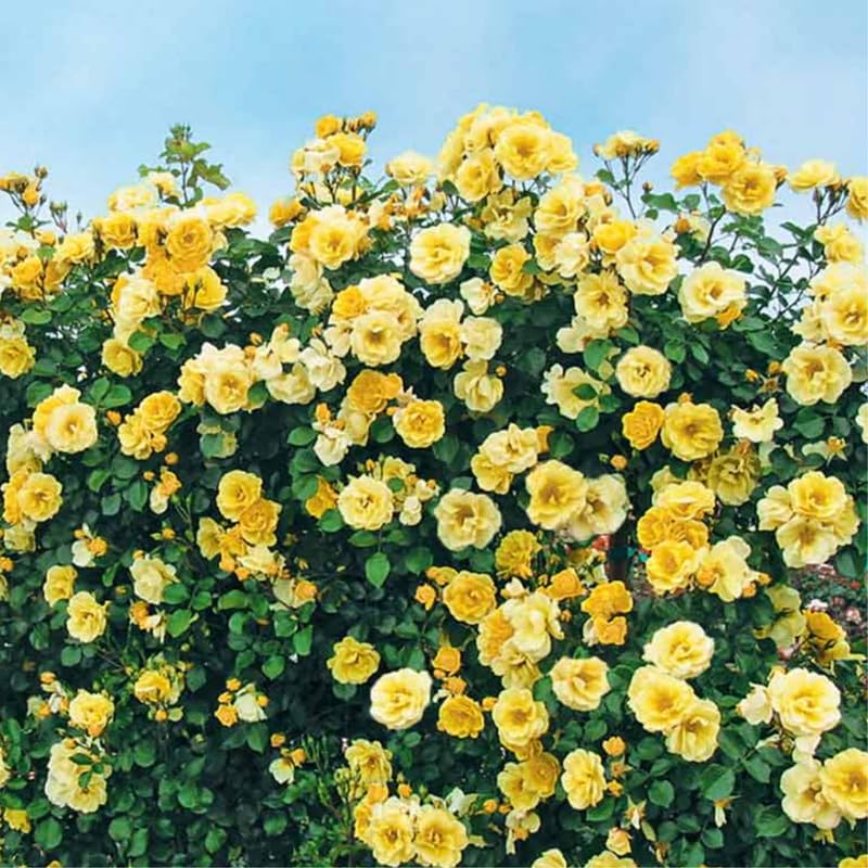 Yellow Climbing Rose Bush Plant Live, Fragrant Rose Bushes Plant Live, Rose for Planting, Starter Size, 4 to 10 Inc Tall