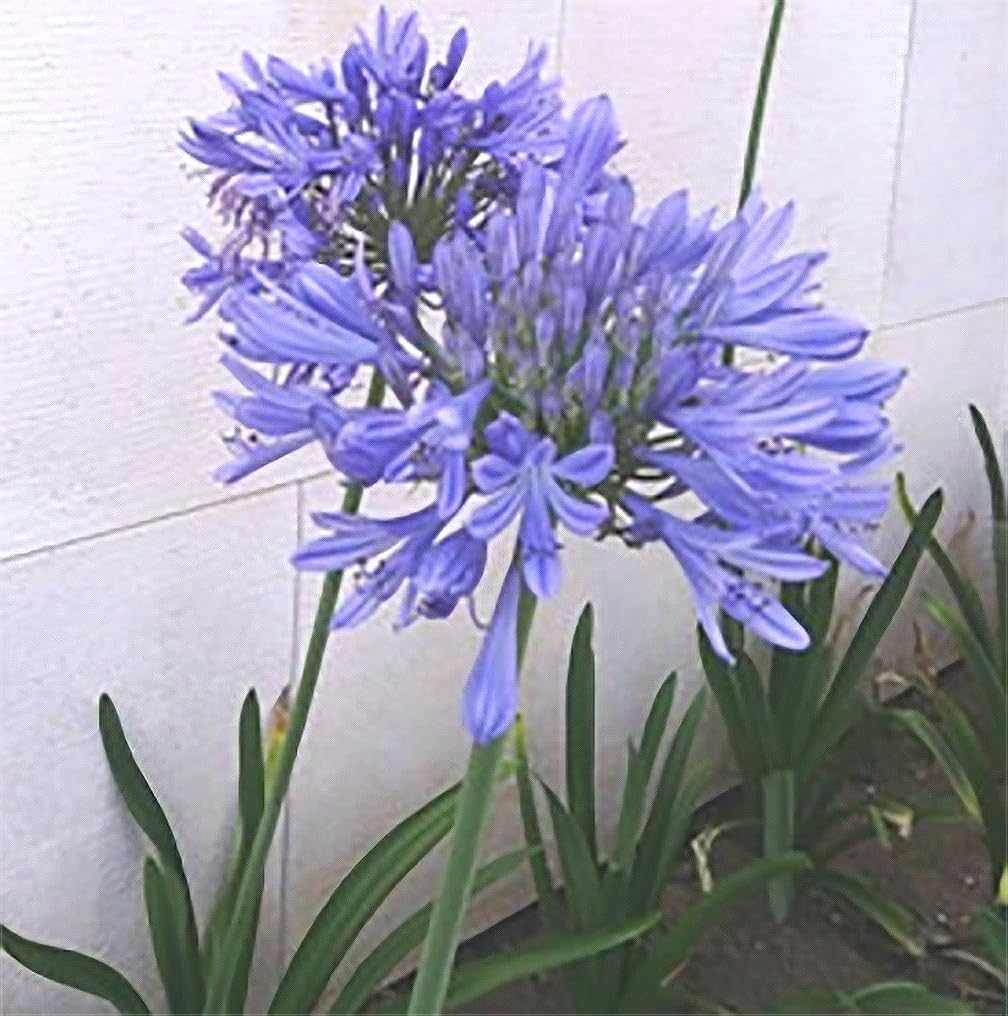 Donau Agapanthus Plant - One Blue Bare Root Plant