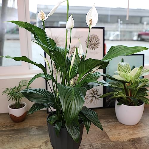 Peace Lily in 6 Inch Plant Pot for Plants, Easy Peace Lily Plant Indoor Live House Plants Live Plants Indoor, Low Light Plants Live Houseplants Live Indoor Plants Live Houseplants by Plants for Pets