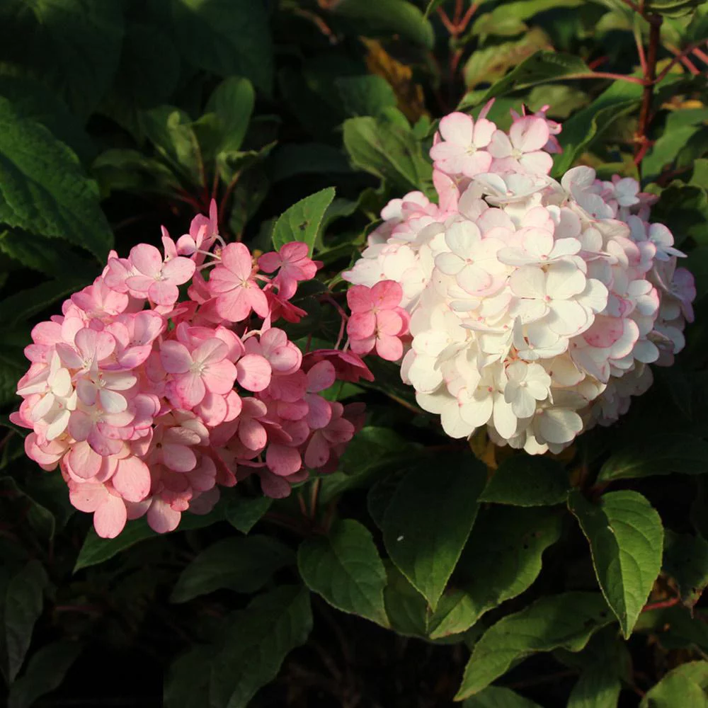 Vanilla Strawberry Hydrangea Tree