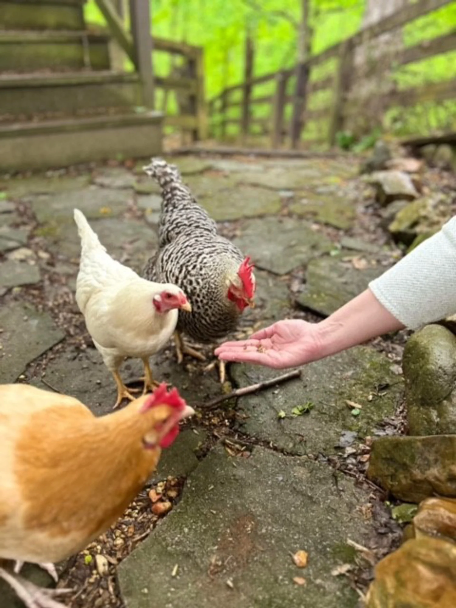 Zylina ZMW-007 Healthy Grubs, 5 Lb. Bag - Quantity 1