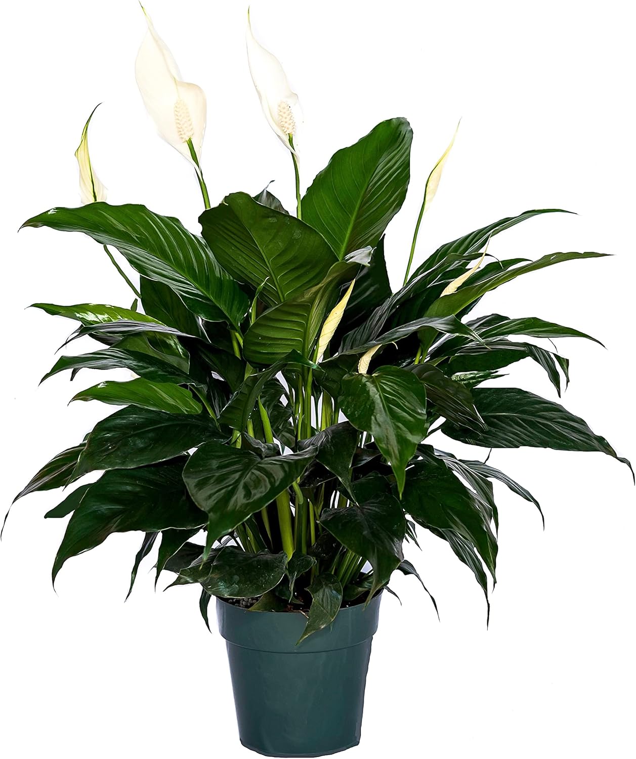 Peace Lily Plant-FriendshipFoliage's Family Farm Grown Quality Live Indoor Spathiphyllum (6