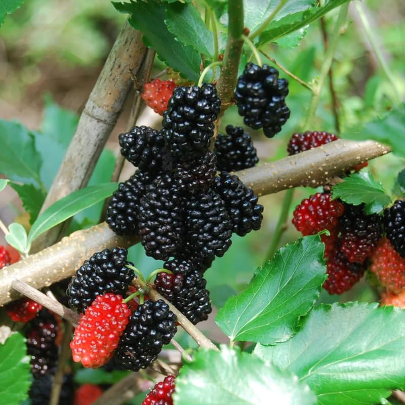 Dwarf Everbearing Mulberry Plant Live for Planting 5 to 8 Inch Tall, Sweet Mulberry Tree Live Plant, Dwarf Mulberries Fruit Seedling for Gardneing