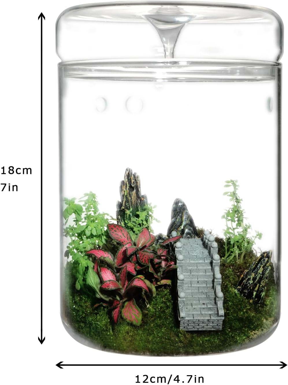 Glass Plant Terrarium – 4.7 x 7 in Small Glass Terrarium for Plants – Plant Vase Succulent Planter for Home Garden, Tabletop Decor – Small Glass Planter with Lid – Self-Sustaining Plant Ecosystem