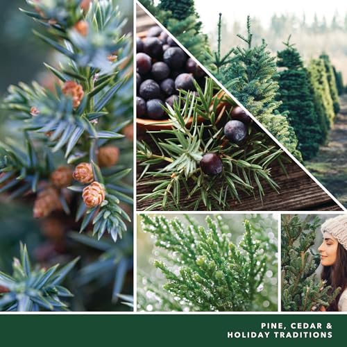 Yankee Candle Balsam & Cedar, Holiday Scented Candle, 22oz Large Jar with up to 150 Hour Burn Time, Giftable