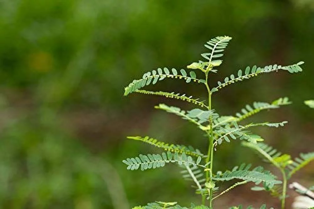 Cedar Bear Chanca Piedra - a Liquid Herbal Supplement That Helps Clear Gallbladder and Kidneys, Supports Hepatic, Cardiovascular, Respiratory and Digestion 2 fl oz / 60 ml