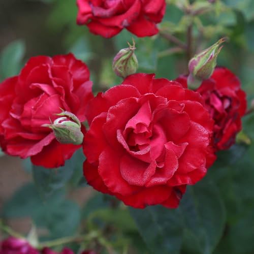 Heirloom Roses Red Climbing Rose - Lady in Red™ Live Rose Bush for Outdoor Planting