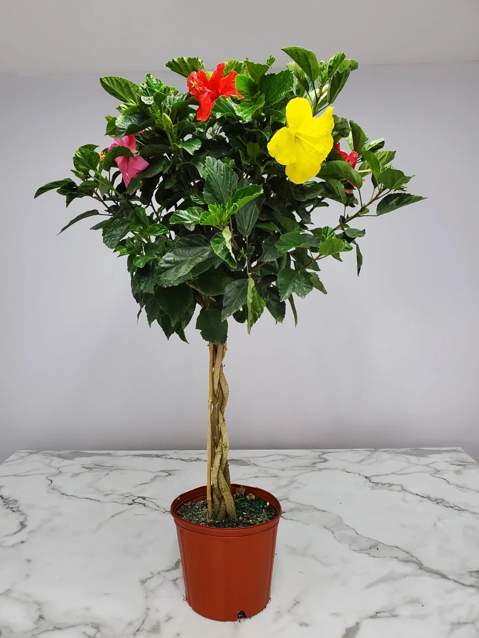 Tropical Plants of Florida 36