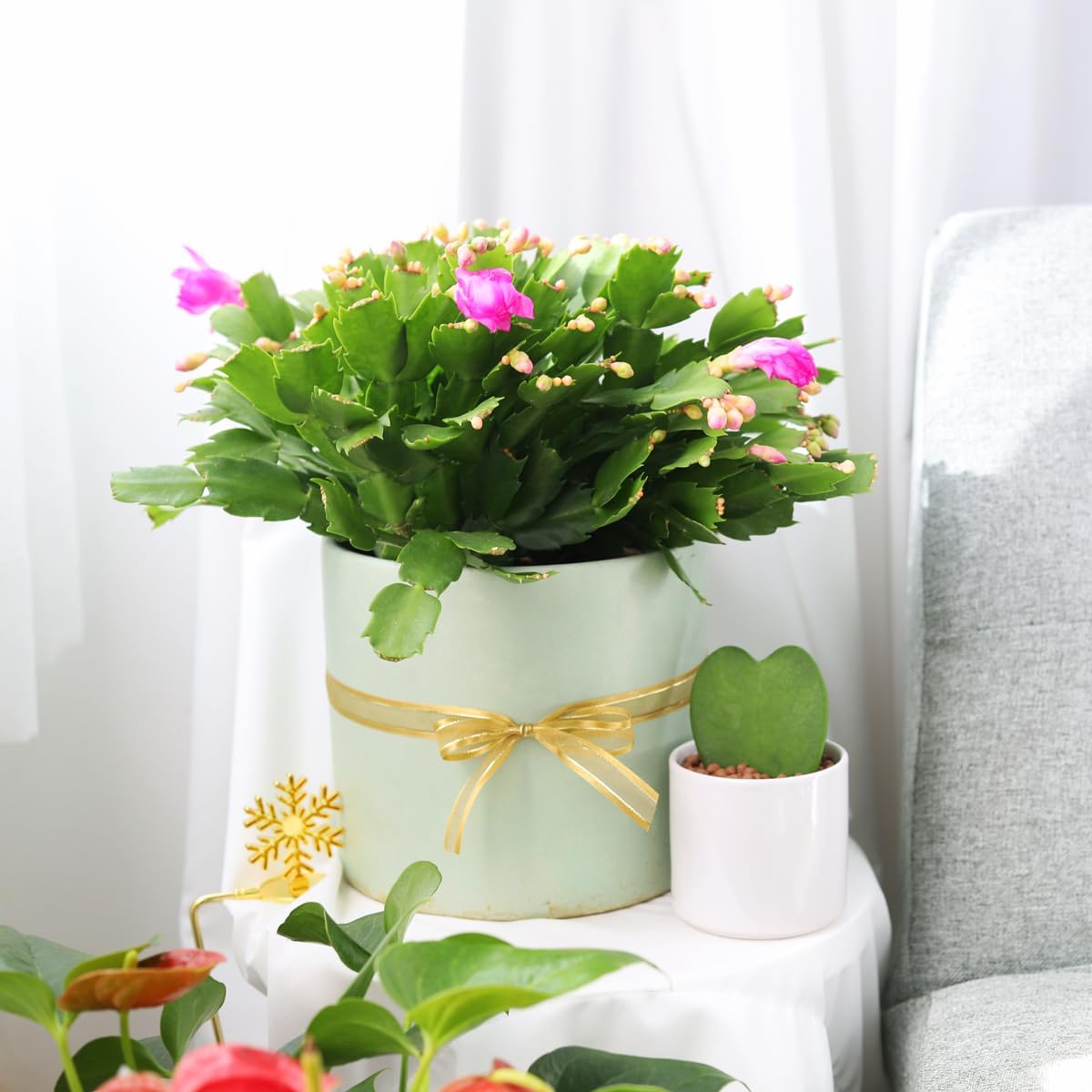Christmas Cactus Thanksgiving Cactus (4-inch Plastic Pot) - Cactus Plants Live, Hand Selected, Rare Varieties for Gift or Home Decoration - Unique Collection of Live Cactus, Succulents, Indoor Plants