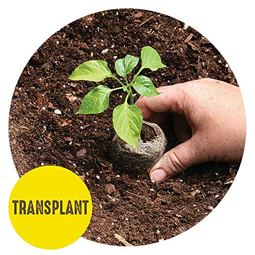 Jiffy Seed Starting Tray Kit, 72 Cell 36mm Peat Pellets with Bonus, 2 Pack, 144Pellets Total