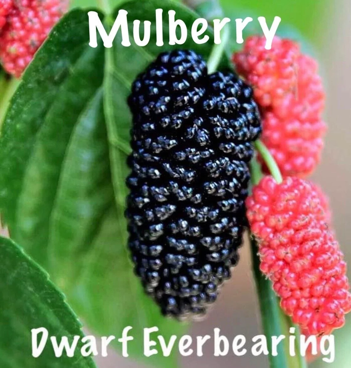 Mulberry Tree - 'Dwarf Everbearing' - Morus nigra 2 live plants edible fruit
