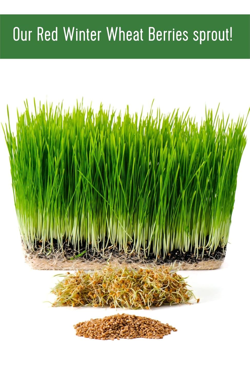 Emergency Wheat Berry Bucket Supply | 100 LBS | Hard White, Soft White, Hard Red Winter, Hard Red Spring Wheat Berries [25 lbs each]