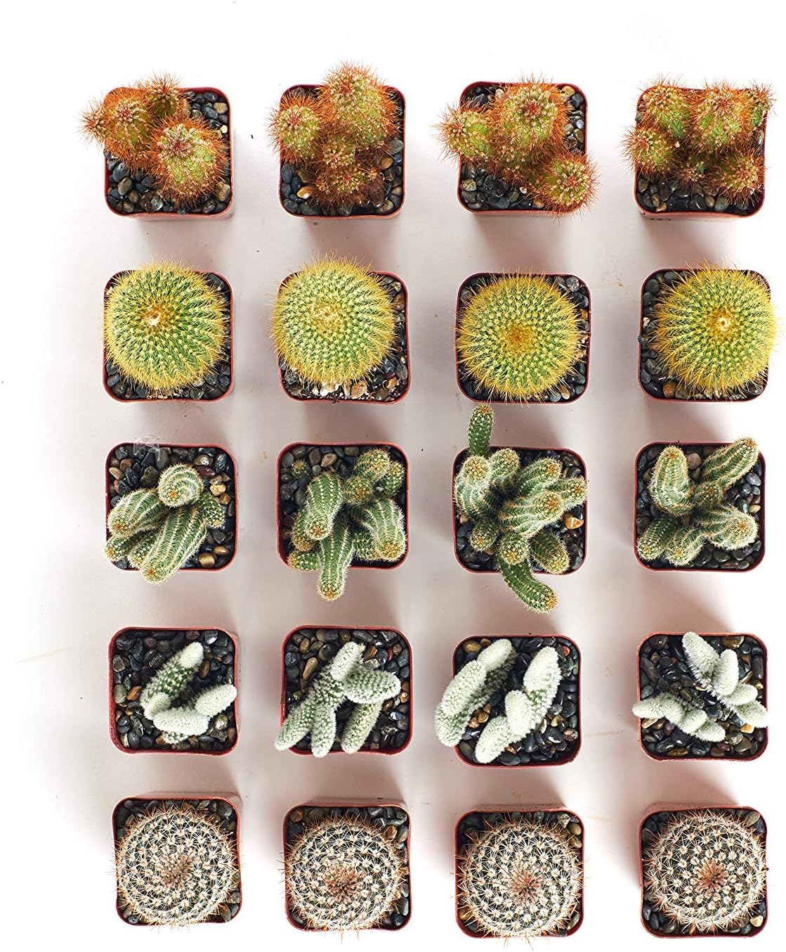 Shop Succulents | Cool Cactus Live Succulent Plants, Hand Selected Variety Pack of Cacti | Collection of 20,