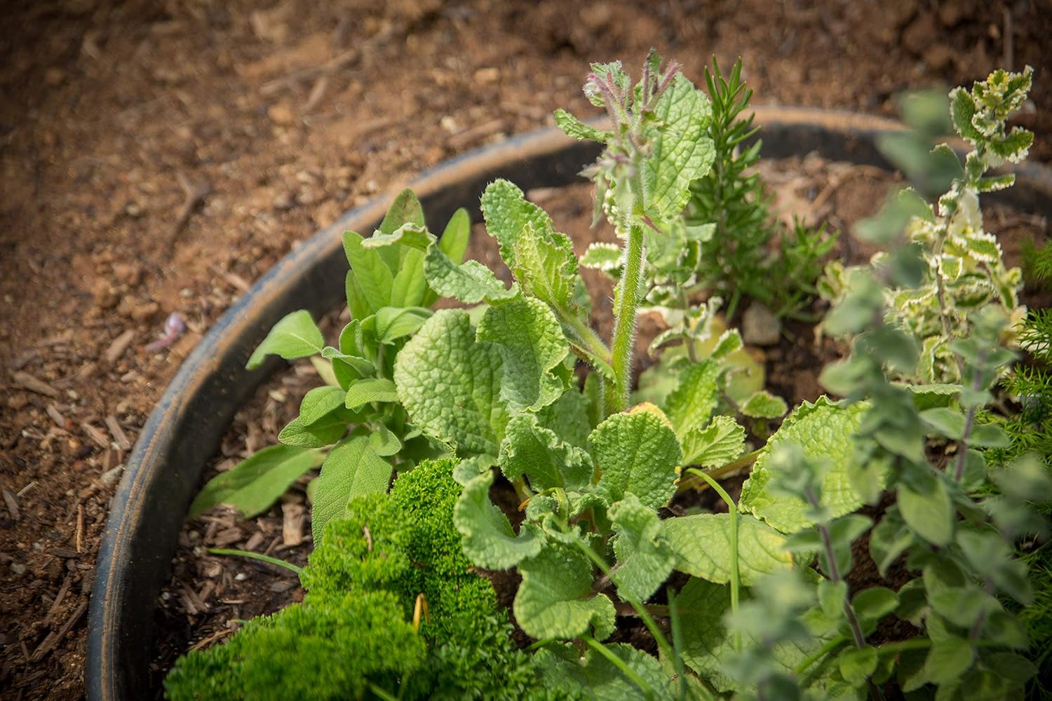 3 Pack of 16 in Planting Rings. Landscape & Garden Protective, Round, Edging. Water Retention to Irrigate Shrubs, Roses, Flowers, Vegetables. Separate Rock, Mulch, Grass. Made in USA