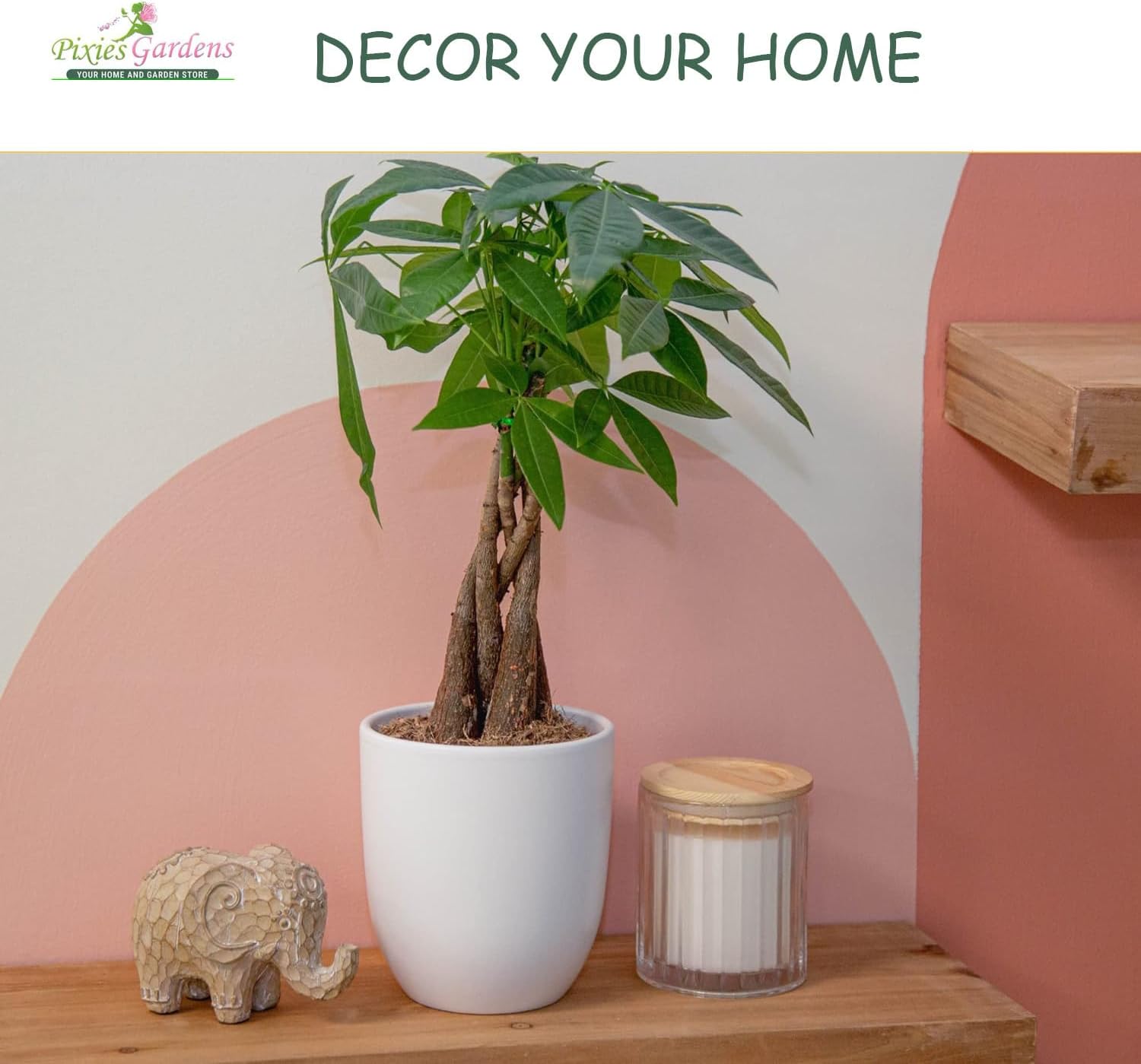 Pixies Gardens Nandina Firepower 2 Gallon