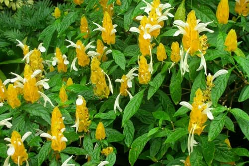 2 Live Golden Shrimp Plants, 3 to 6 Inc Long, Shrimp Plants Live, Shrimp Plant Pot, Shrimp Flower Plants Live Plant, 2 Plants No Pot