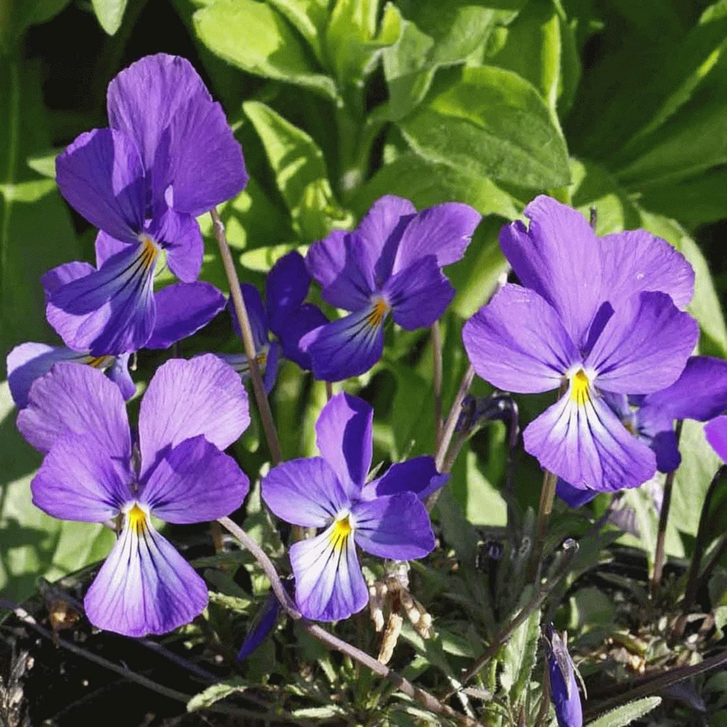 CHUXAY GARDEN Viola Pedatifida-Prairie Violet,Crow-Foot Violet,Larkspur Violet,Purple Prairie Violet,Coastal Violet 100 Seeds Hardy Attractive Deep Blue-Violet Flowers Showy Accent Plant