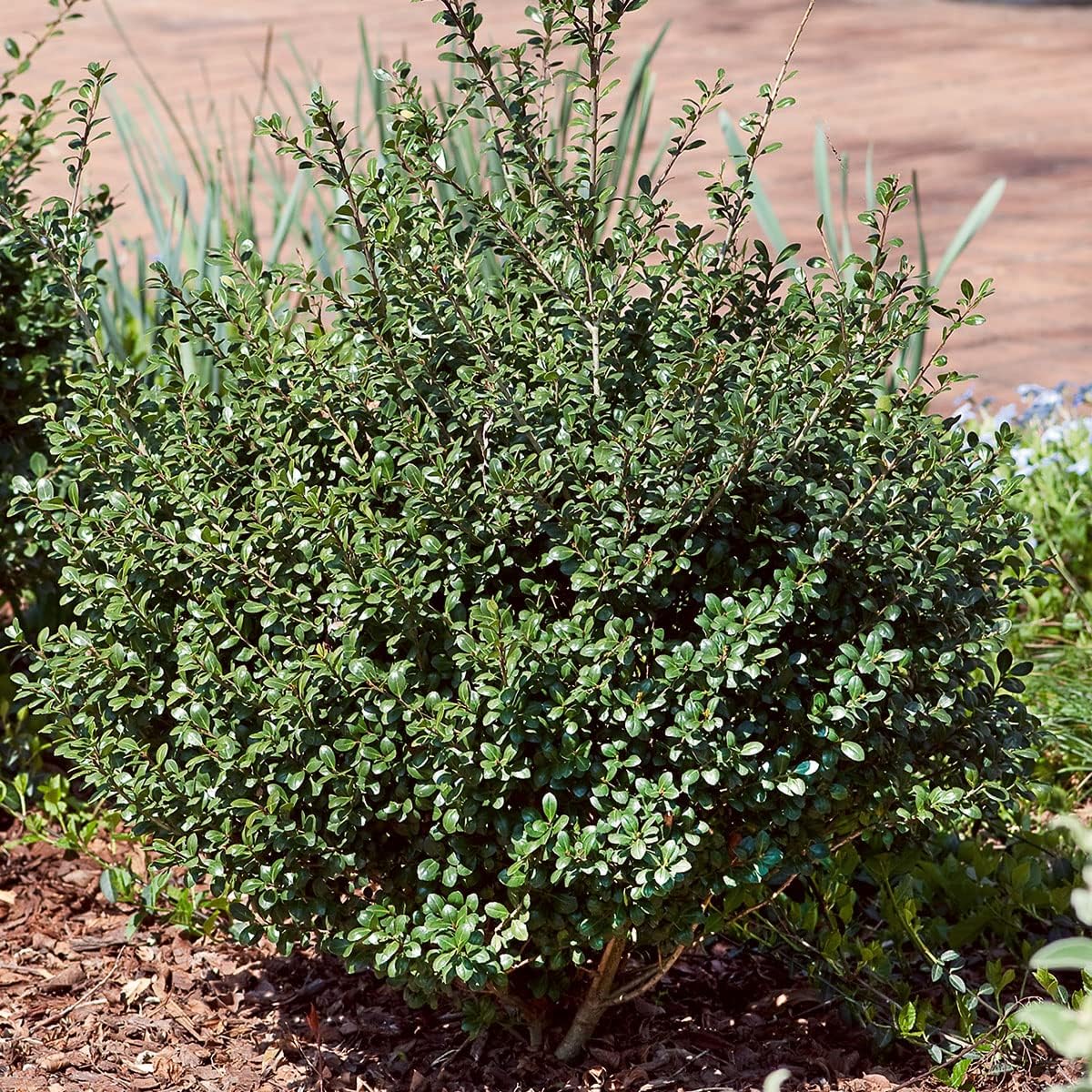 Compacta Japanese Holly Ilex (2.5 Quart) - Full Sun, Live Evergreen Landscaping Shrub