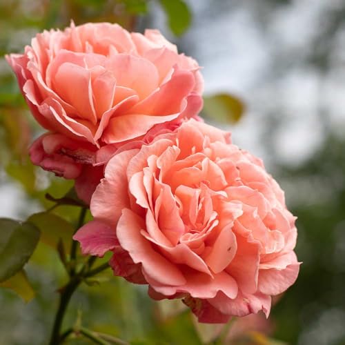 Heirloom Roses Climbing Rose Bush - Reach for The Skies Pink Roses for Planting, One Gallon Rose Bushes
