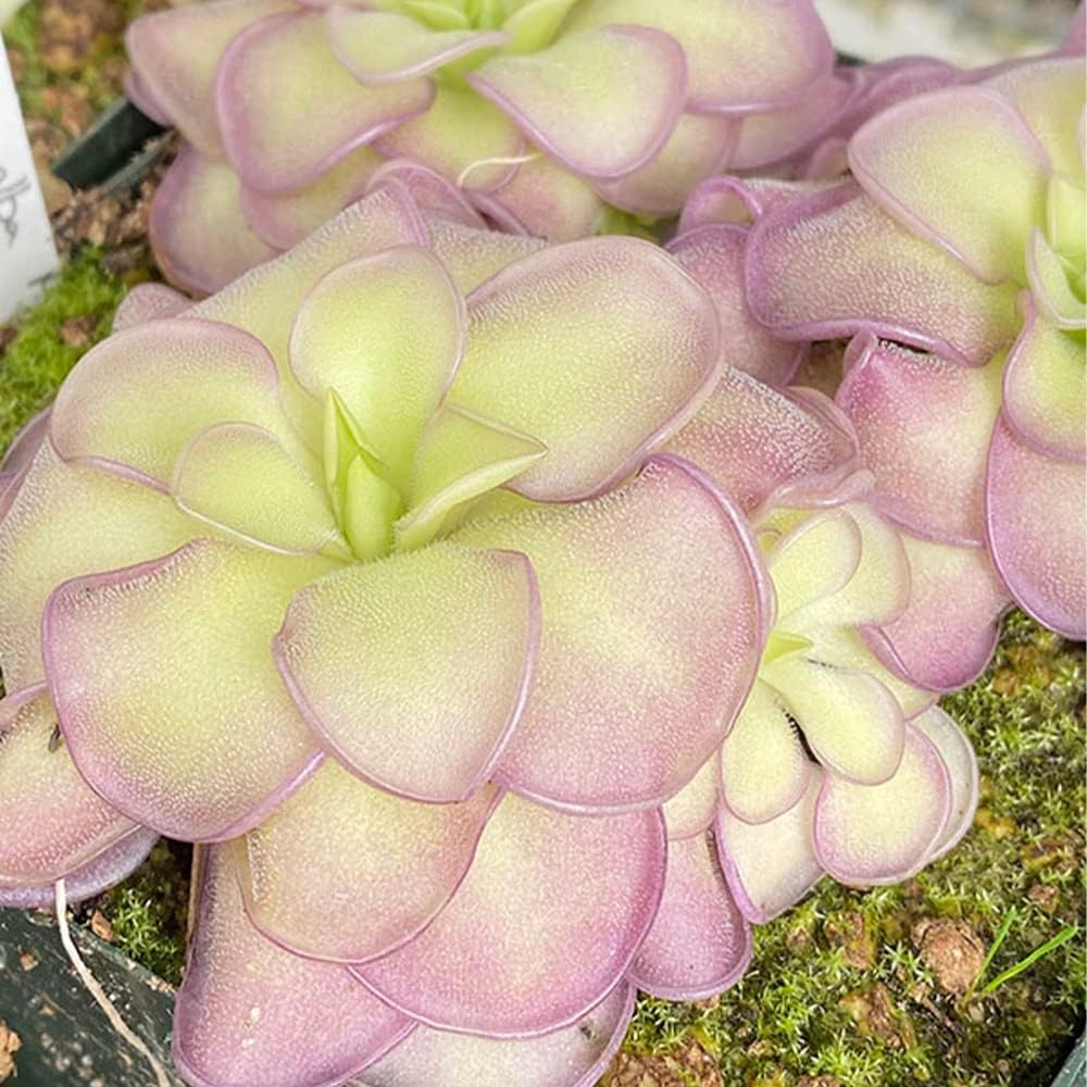 QAUZUY GARDEN 25 Rare Butterwort Plant Seeds Pings Pinguicula, Mexican Butterwort Carnivorous Plant Seeds - Exotic Succulent Plant for Patios Counters Succulent Baskets
